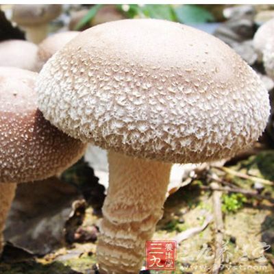 冬菇含有多糖类物质，可以提高人体的免疫力和排毒能力