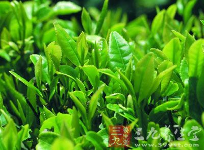绿茶所含的抗氧化剂有助于抵抗老化