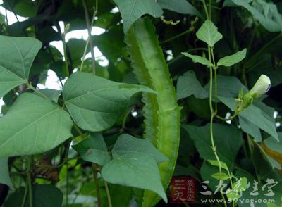 四棱豆，一年或多年生草本植物