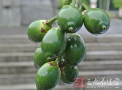 槟榔树(学名：Areca catechu)又称宾门、槟楠、大白槟、仁频、仁榔、洗瘴丹、仙瘴丹、螺果，是棕榈科(Palmae)植物等