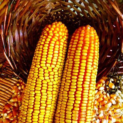 玉米中所含较多的植物纤维素