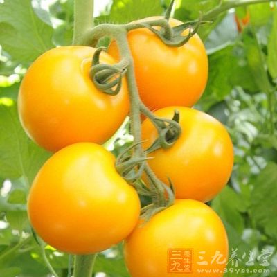 黄色品种的西红柿中番茄红素含量很少