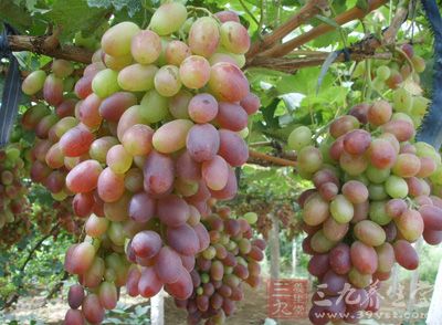 葡萄是一种浆果，是世界上最古老分布最广的一种水果之一