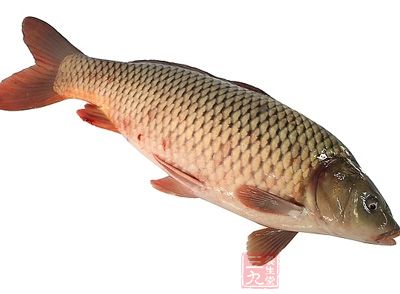 鲤鱼含有非常丰富的蛋白质、脂肪