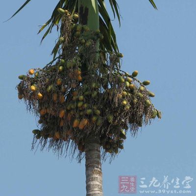 槟榔是棕榈科植物槟榔的种子，原称仁频、宾门