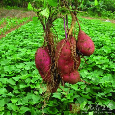 红薯已被营养学家当作一种药食兼用，营养均衡的食品