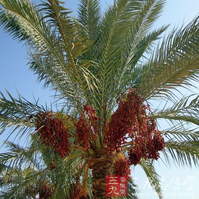 椰枣树之名是因为外观像椰子树，而果实像枣