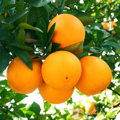 柳橙的糖度高、酸度低、风味佳，深受民众喜爱