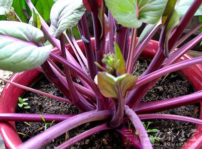 红菜苔，又名芸菜苔、紫菜苔