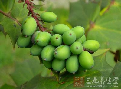 青果也是橄榄的别名，在中医领域中被称肺胃之果