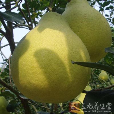 柚子含有生理活性物质皮甙，所以可降低血液的黏滞度