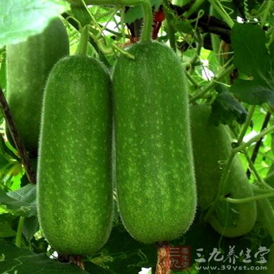 节瓜是中国的特产蔬菜之一
