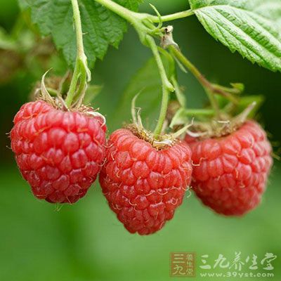 树莓也称木莓、托盘、覆盆子，为蔷薇科悬钩子属多年生落叶小灌木