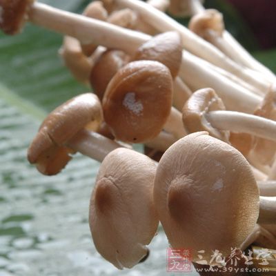 茶树菇对肾虚尿频、水肿、气喘，有独特疗效