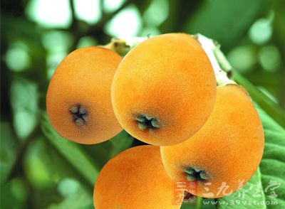 枇杷的其他叫法为：芦橘、金丸、芦枝