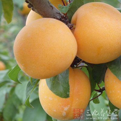 杏的药用价值是非常高的，中医常用语润肺止咳，清热止血。可见杏在夏日食用是可以起到祛火的功效的