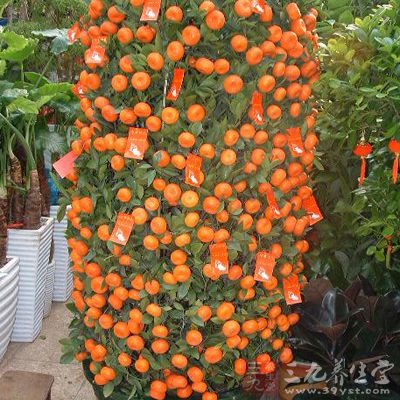 很多人家里都会摆上一盆金橘树，黄灿灿的金橘长满了枝头 ，代表着家里吉祥好运