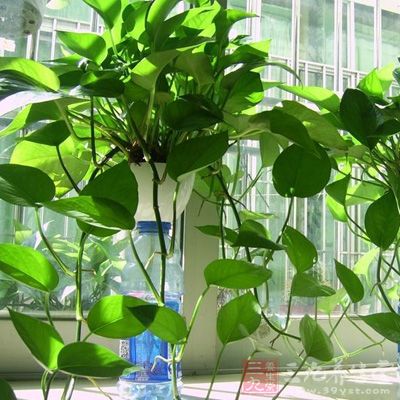 绿色植物能够净化空气，增加含氧量，舒缓紧张情绪