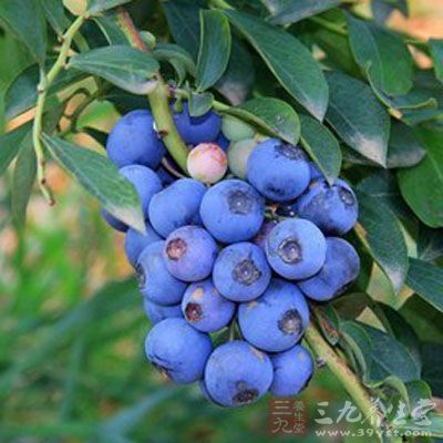 蓝莓怎么吃最有营养