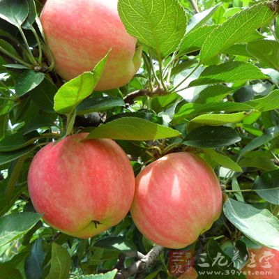 苹果中果胶多于其他水果，有助于平衡肠道菌群，防治腹泻