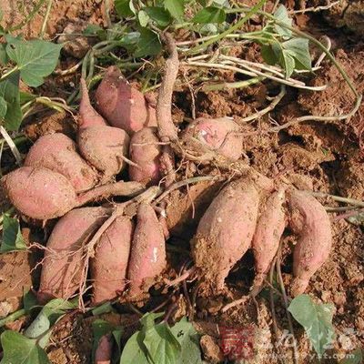 红薯育苗取用种薯结束后，准备延期保存的，应注意加强温湿度的管理是最高窖温不超过15℃