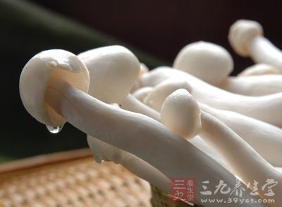 海鲜菇菌丝生长最适温度24--26℃
