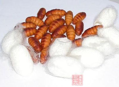 蚕蛹是一种比较常见的东西，俗称小蜂儿
