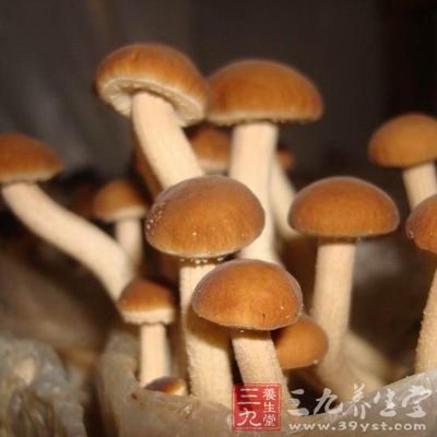 茶树菇营养丰富，蛋白质含量高达19.55%