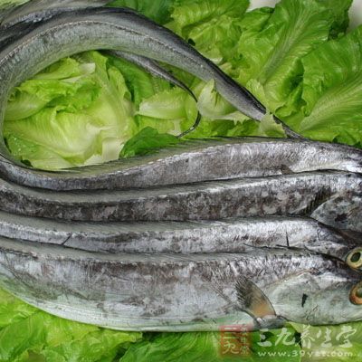 带鱼身体表面的银鳞具有极高的营养价值