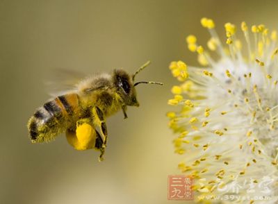 花粉的功效和作用