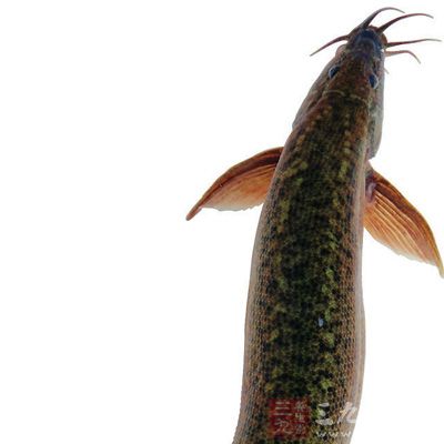 一般称泥鳅。体为长圆柱形，尾部侧扁，口下位，呈马蹄形
