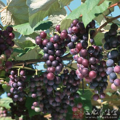 葡萄属葡萄科植物葡萄的果实，为落叶藤本植物，是世界最古老的植物之一