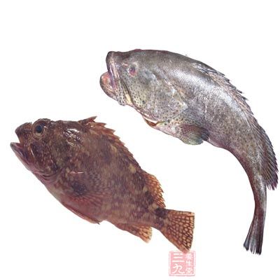 石斑鱼蛋白质的含量高，而脂肪含量低