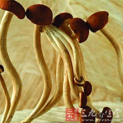 茶树菇含大量抗癌多糖，有很好的抗癌作用