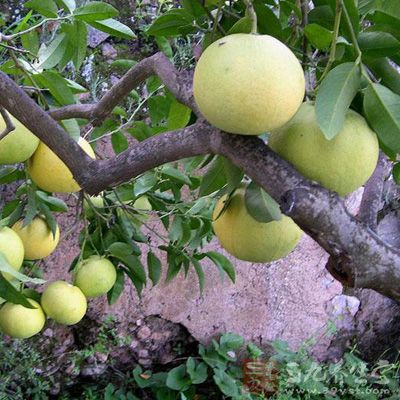 葡萄柚中含有宝贵的天然维生素P