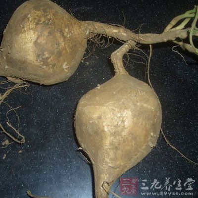 凉薯属豆科，凉薯属中能形成块根的栽培种，一年生或多年生缠绕性草质藤本植物