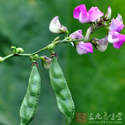 扁豆中含锌量较高，而锌能有效促进机体的生长发育