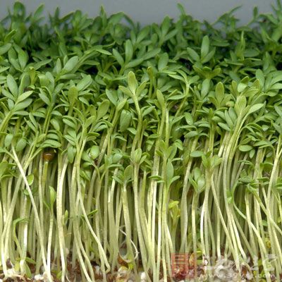 水芹菜叶所含营养成分要比水芹菜茎丰富得多
