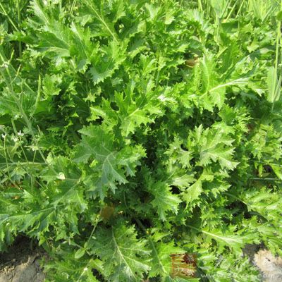雪菜是十字花科植物芥菜的嫩茎叶