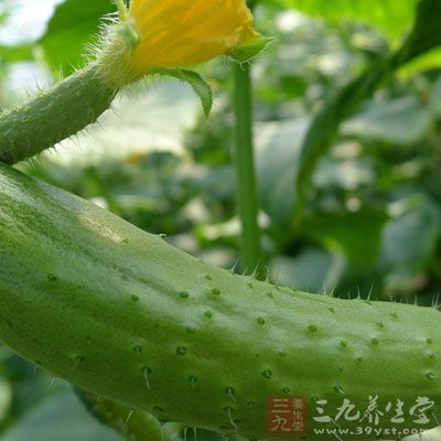 黄瓜作为减肥美容的佳品，长久以来一直受到人们的青睐