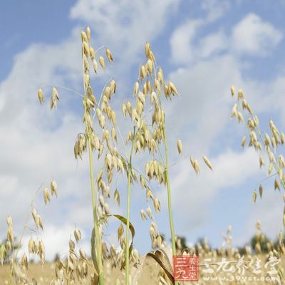 野燕麦中含有丰富的营养元素，能够起到非常多的保健功效