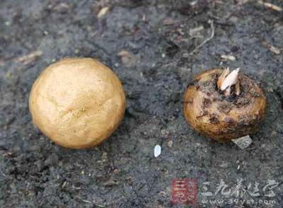 魔芋为天南星科魔芋属植物的泛称