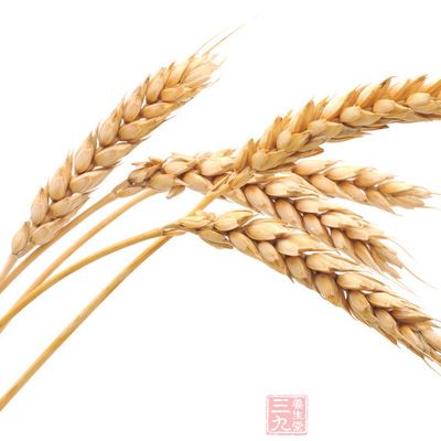 小麦存放时间适当长些的面粉比新磨的面粉的品质好
