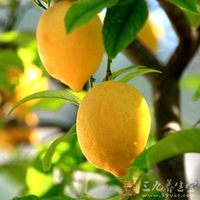 柠檬叶可用于提取香料