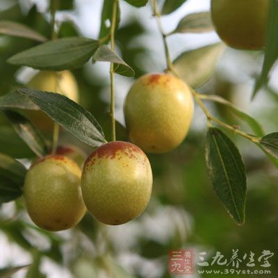 枣是原产中国的传统名优特产树种