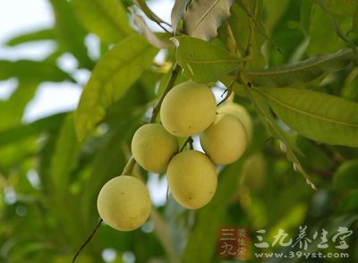 扁桃抗旱性强，可作桃和杏的砧木