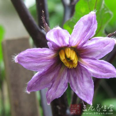 茄子的花为两性花，多为单生，白色或紫色，基部合生成筒状