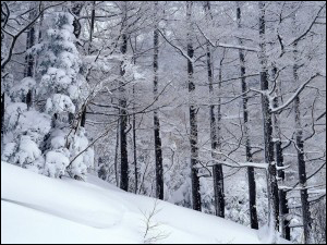 实用雪景摄影技巧   图老师教程