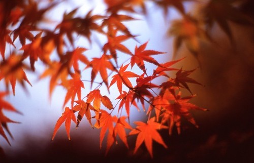 秋季拍摄红叶提前班 图老师