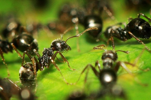 家里有蚂蚁怎么办-图老师阅读-生活